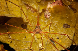 Spider
Caribbean Sea, Cuba
Nikon D2X in Seacam Nikon AF... by Dmitry Vinogradov 